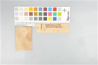 五色鳥藏品圖，第20張
